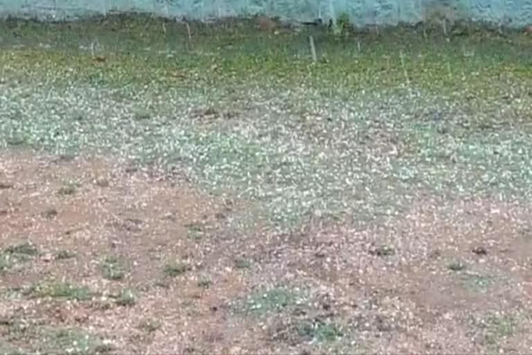 rain in chickmagaluru