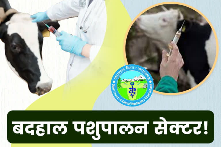 many-veterinary-posts-are-vacant-in-uttarakhand-animal-husbandry-department