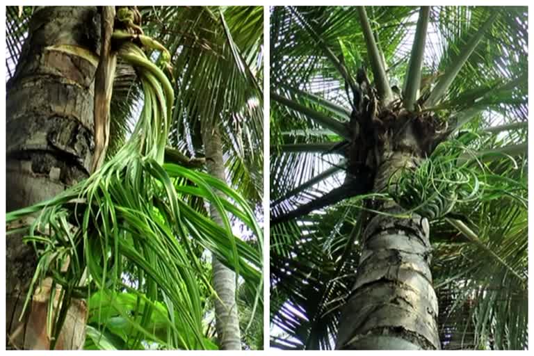 Coconut tree bears saplings instead of coconuts; Leaves Kerala farmer perplexed