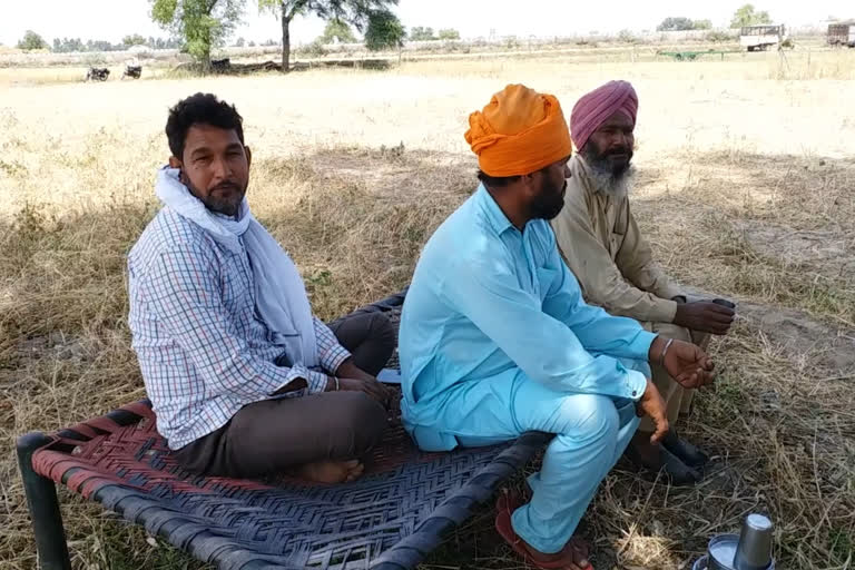 sirsa anaaj mandi wheat crop, सिरसा आनाज मंडी गेहूं फसल