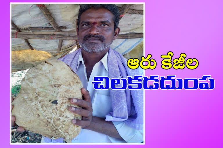 Surprised sweet potato in huge size at krishna district