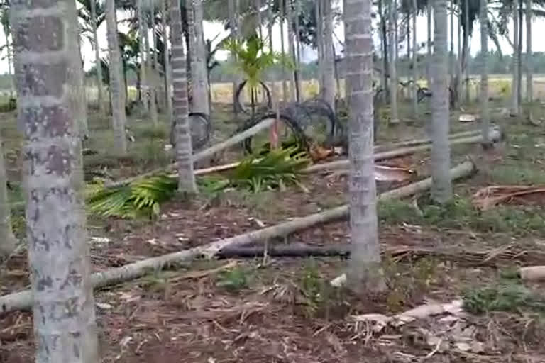 150 Nut trees fell down, 150 Nut trees fell down from heavy rain, 150 Nut trees fell down from heavy rain in Haveri, Haveri news, ಧರೆಗುರುಳಿದ 150 ಅಡಿಕೆ ಮರಗಳು, ಹಾವೇರಿಯಲ್ಲಿ ಧರೆಗುರುಳಿದ 150 ಅಡಿಕೆ ಮರಗಳು, ಹಾವೇರಿ ಸುದ್ದಿ, ಹಾವೇರಿ ಮಳೆ ಸುದ್ದಿ,