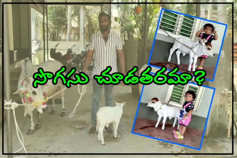 low height cow calf, cow gave birth to low height calf in padamatipalem