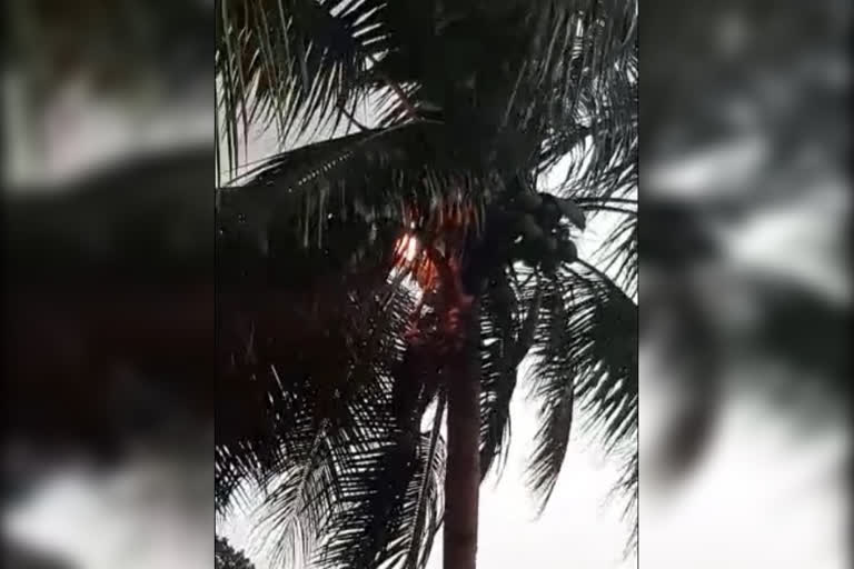 Coconut trees burned by thunder lightning