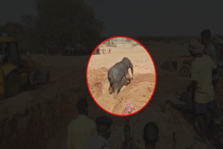 elephant fell into a well in ranchi