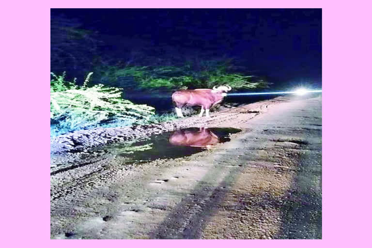 bison roaming on the banks of the Polavaram canal