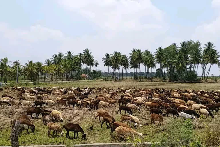 Shepherds facing problem to Provide forage and water for sheep