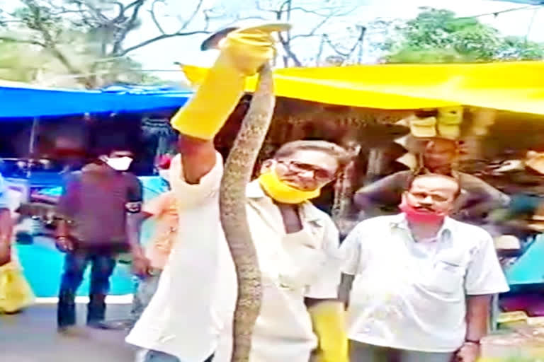 snake at tirumala hotel in chittoor district