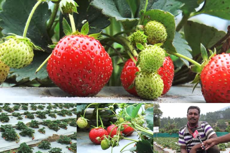 Strawberry farmers in Vattavada caught in the covid crisis  കൊവിഡ് പ്രതിസന്ധിയിൽ കുടുങ്ങി വട്ടവടയിലെ സ്ട്രോബറി കര്‍ഷകർ  വട്ടവട.  വട്ടവടയിലെ സ്ട്രോബറി കൃഷി  കാലാവസ്ഥാ വ്യതിയാനം  വി എഫ് പി സി കെ