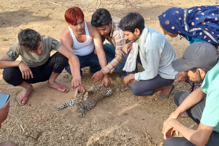 Panther cub dies in Dausa, राजस्थान की ताजा हिंदी खबरें