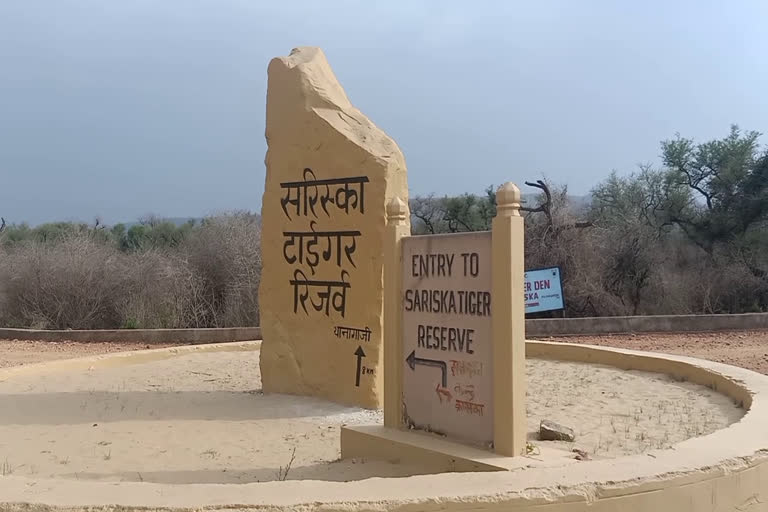 अलवर की ताजा हिंदी खबरें, सरिस्का हुआ बंद