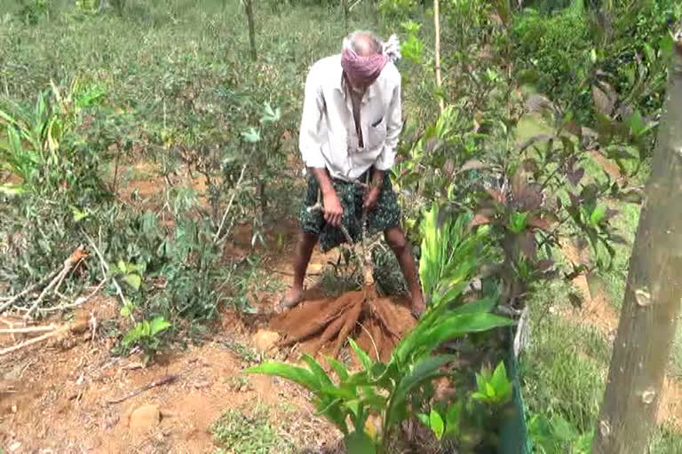 72കാരനായ തോമസ്  72yr old farmer  കൃഷി  കപ്പകൃഷി  ഇടുക്കിയിലെ കർഷകർ  കുടിയേറ്റ കർഷകൻ