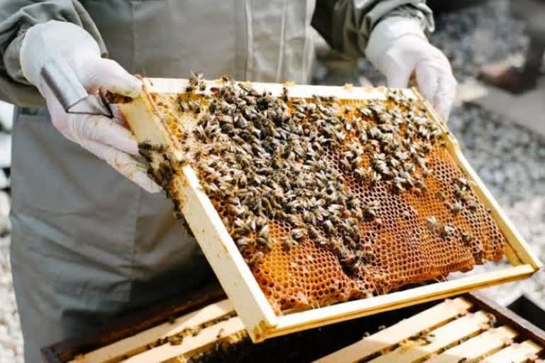 hayana government start honey market