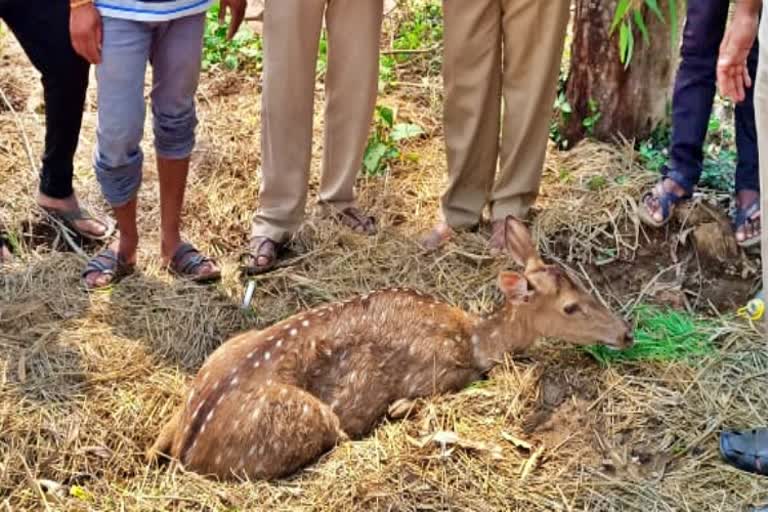 deer rescue in hanagal of Haveri district