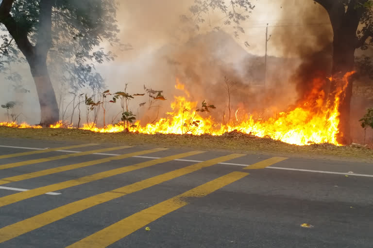 fire damage to forest wealth in palamu