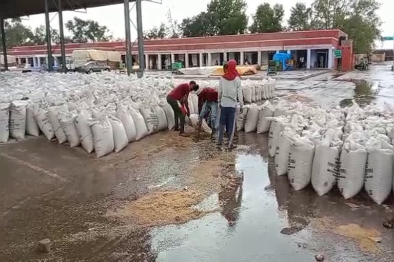 paddy wet due to rain in sriganganagar, Sriganganagar News