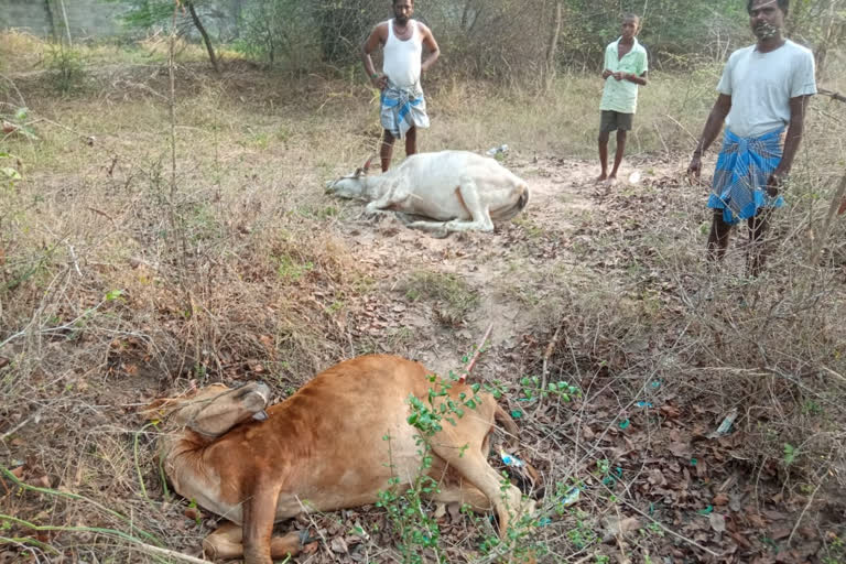 ஏழு பசுமாடுகள் உயிரிழப்பு