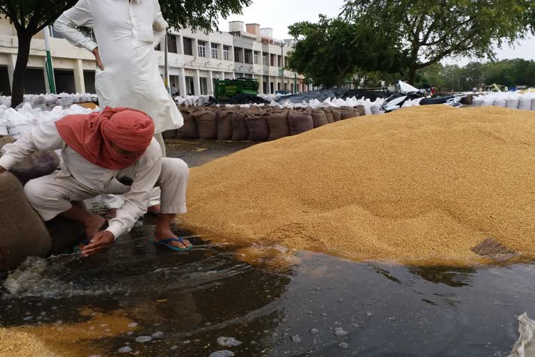 ਮਾਨਸਾ ਅਨਾਜ ਮੰਡੀ ਦੇ ਪ੍ਰਬੰਧਾਂ ਦੀ ਖੁੱਲ੍ਹੀ ਪੋਲ ਕਿਸਾਨਾਂ ਦੀ ਕਣਕ ਚ ਭਰਿਆ ਪਾਣੀ