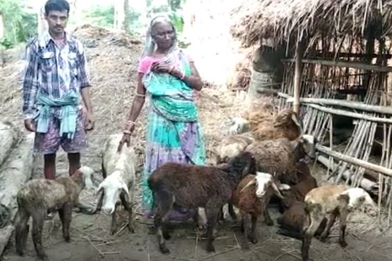 many more sheep-killed-in-niali