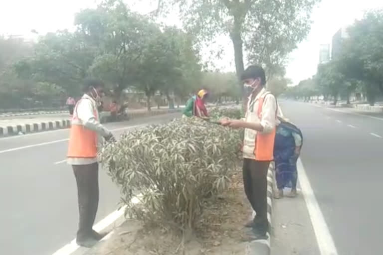 dda workers doing cutting-pruning and cleaning of trees along roads and dividers in dwarka