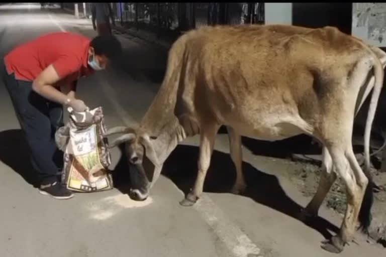 The youth team is taking care of the cattle