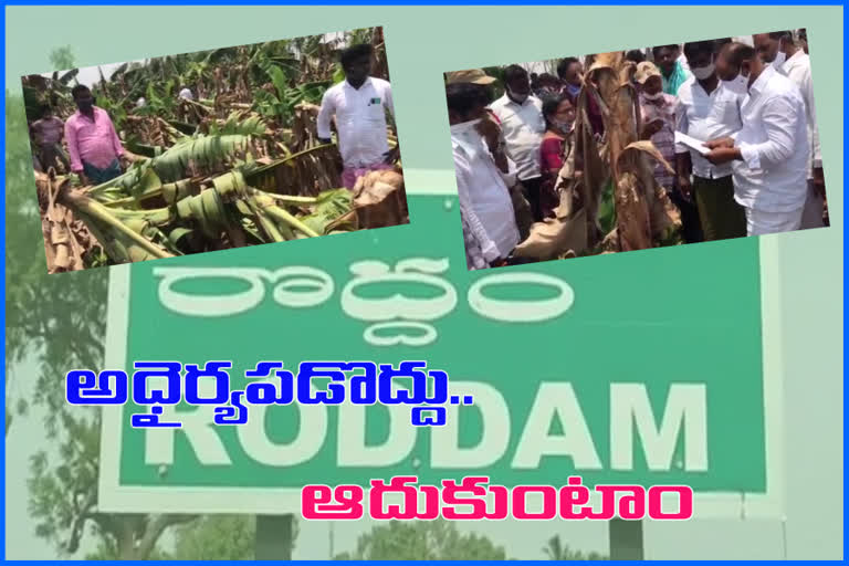 banana plantations destroyed due to rains