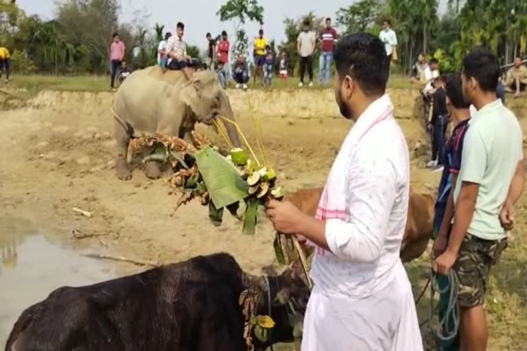 আৰম্ভ হ’ল মৰাণ জনগোষ্ঠীৰ বিহু