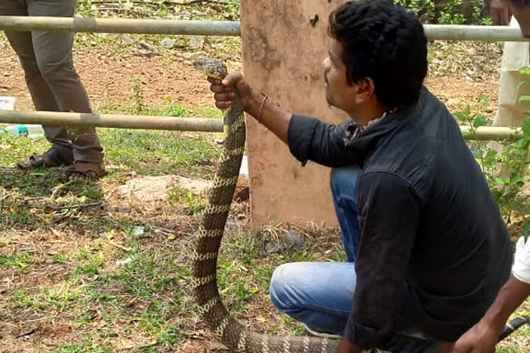 15 foot black cobra found in East Godavari district