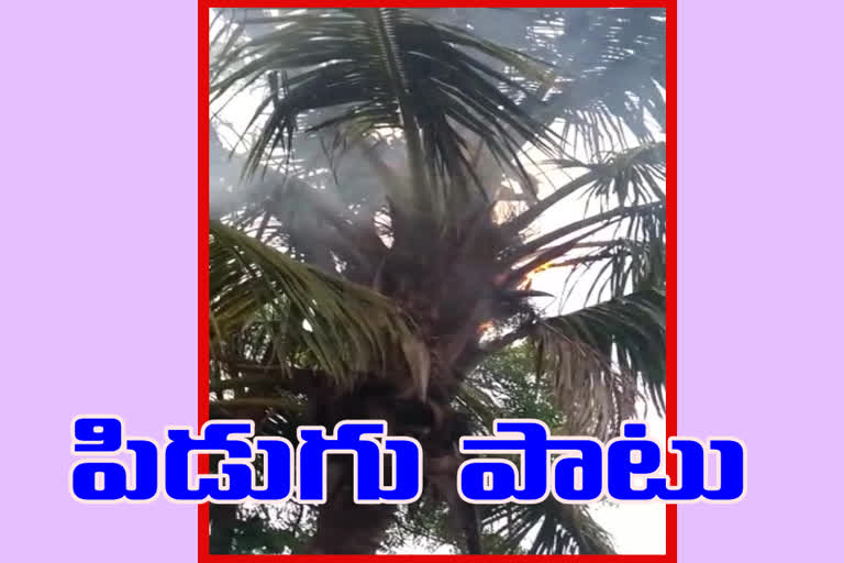 thunder on the coconut tree in guntur district