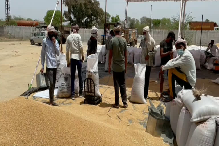 msp purchase in chittorgarh,  msp purchase of wheat