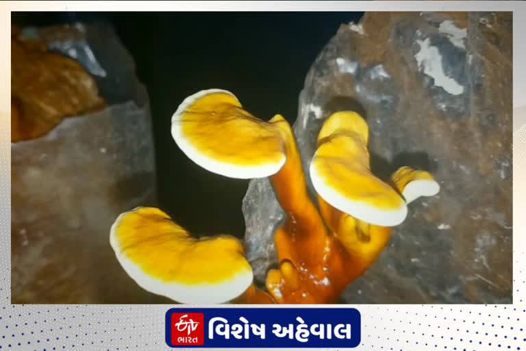 કેન્સર સામે રક્ષણ આપશે ગ્રાઇફોલા મશરૂમ