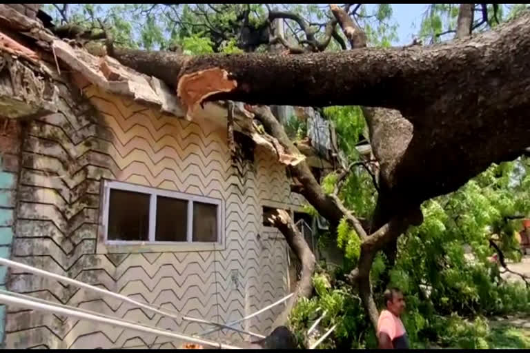 Trees uprooted in many places in kanker