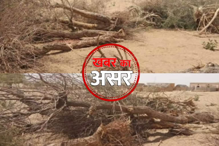 tree cutting in jaisalmer,  tree burning in jaisalmer