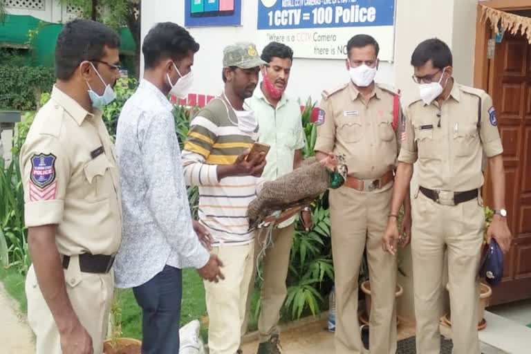 rescuing the peacock at balanagar, balanagar police station news