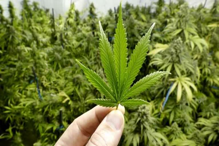 four cannabis sellers arrested in chennai