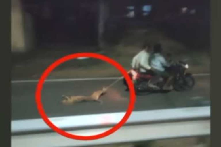 dog dragged on road by bike