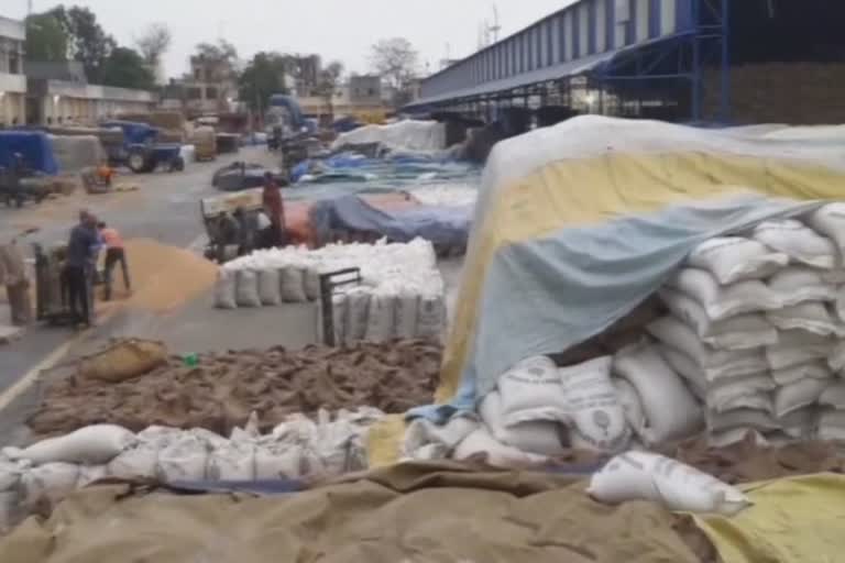 yamunanagar-thousands-of-quintal-wheat-sacks-soaked-in-rain-in-radaur-grainmandi