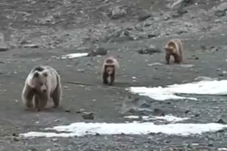 Himalayan bear