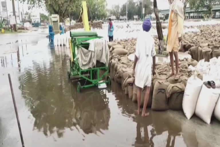 ਮੀਂਹ ’ਚ ਲੱਖਾਂ ਦੀ ਤਾਦਾਦ ਵਿੱਚ ਬੋਰੀਆਂ ਭਿੱਜੀਆਂ, ਪ੍ਰਸ਼ਾਸਨ ਬੇਖਬਰ