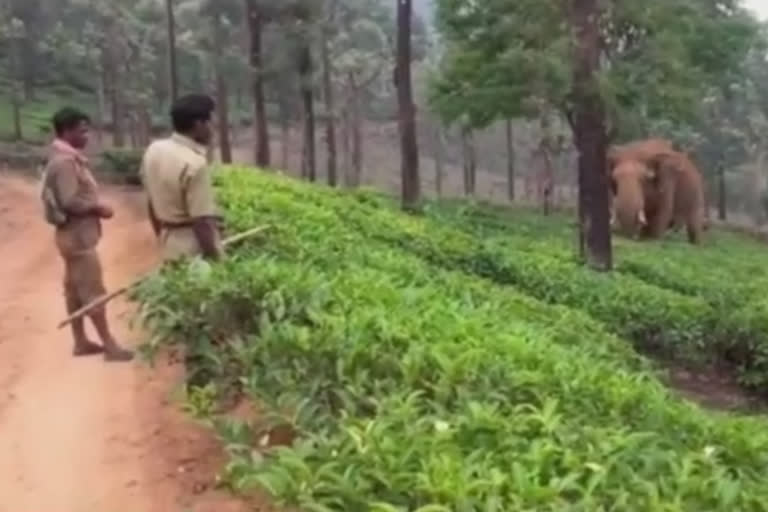 கும்கி யானைக்கு மதம் பிடித்தததால் பரபரப்பு