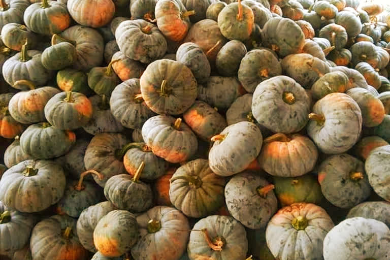 grreen-revolution-through-pumpkin-crop-in-lakhimpur-etv-bharat-news