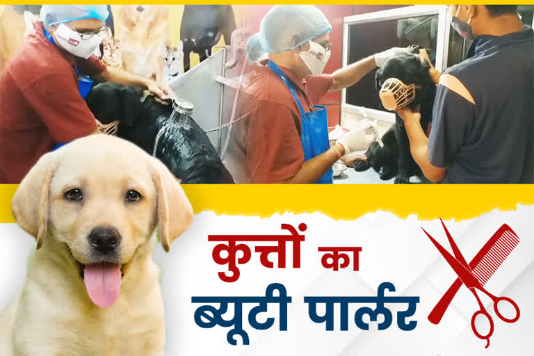 beauty parlour for dogs in patna