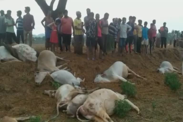 lightining in ganjam one man 15 animal death