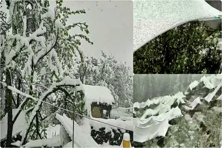 snowfall in rohdu