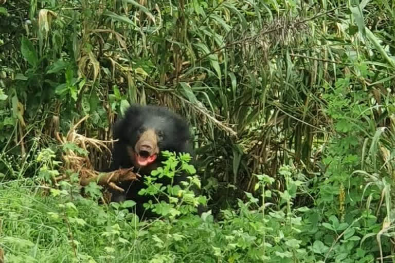 ಬಾಳೆ ತೋಟದಲ್ಲಿ ಕರಡಿ ಪ್ರತ್ಯಕ್ಷ