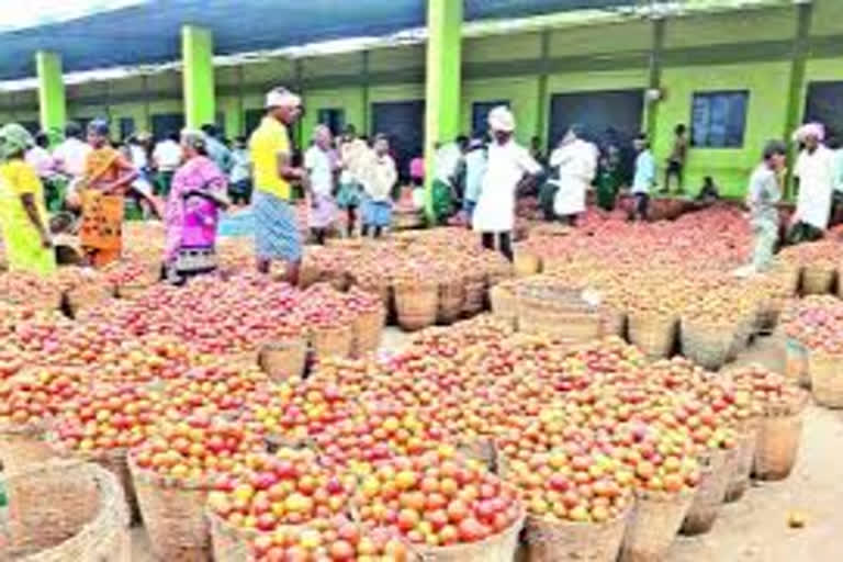 Government decided to purchase tomatoes