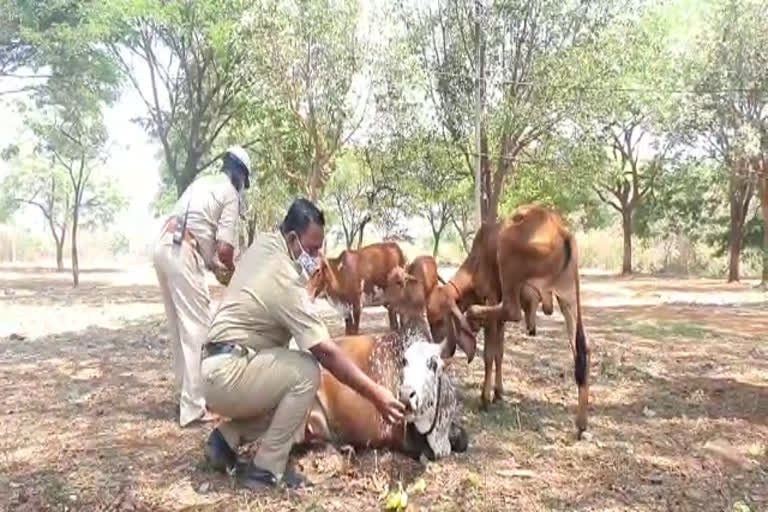 ಬಾಳೆಹಣ್ಣು ತಿನ್ನಿಸಿ ಬೆಳಗಾವಿ ಪೊಲೀಸರ ಮಾನವೀಯತೆ