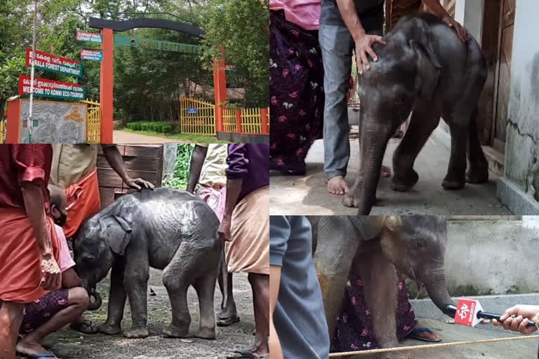 Manikandan elephant calf is now in Konni  Manikandan elephant  elephant calf  Konni  Manikandan  കുട്ടി മണികണഠന്‍ ഇനി കോന്നി ആനത്താവളത്തില്‍  മണികണഠന്‍  കോന്നി ആനത്താവളത്തില്‍  വനപാലകർ