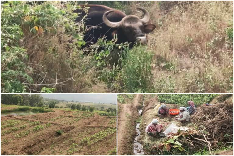 bission at kanthaloor agriculture field  കൃഷിയിടത്തിൽ തമ്പടിച്ച് പരുക്കേറ്റ കാട്ടുപോത്ത്  എന്ത് ചെയ്യണമെന്നറിയാതെ കർഷകർ  ഇടുക്കി  ഇടുക്കി വാർത്തകൾ  കാട്ടുപോത്ത്  ഇടുക്കി വാർത്തകൾ