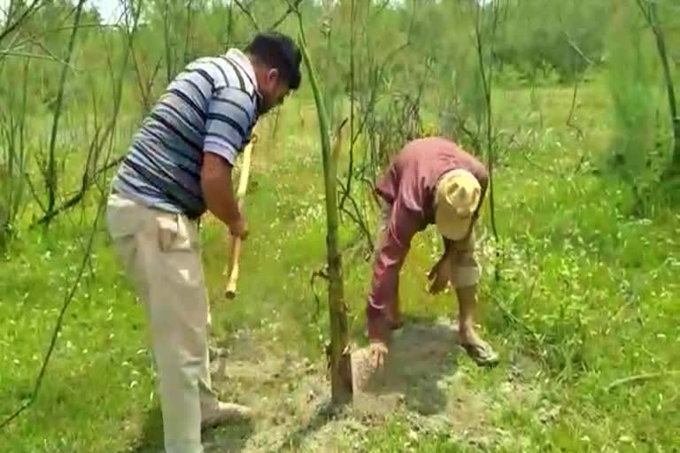 banana-plantation-for-elephant